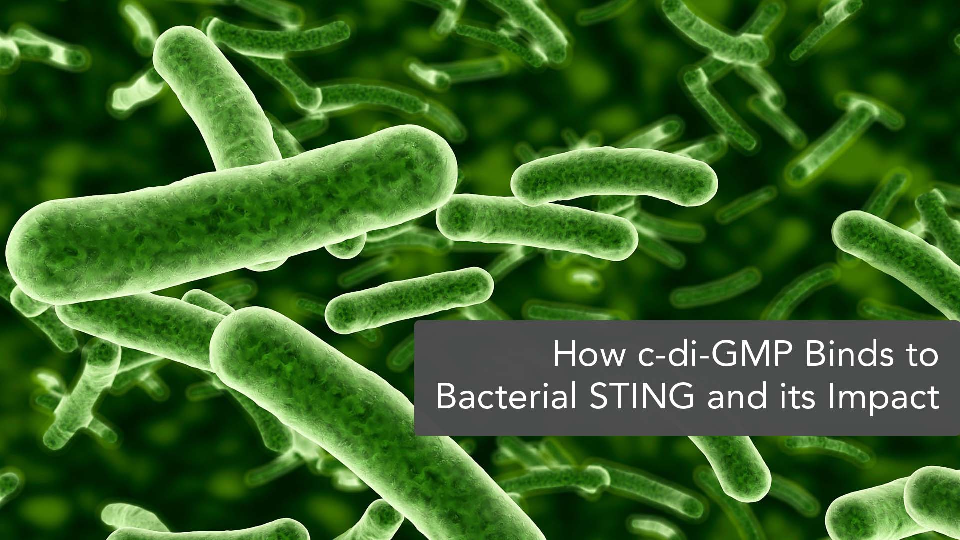 Unveiling the Binding Mode between Bacterial STING & c-di-GMP