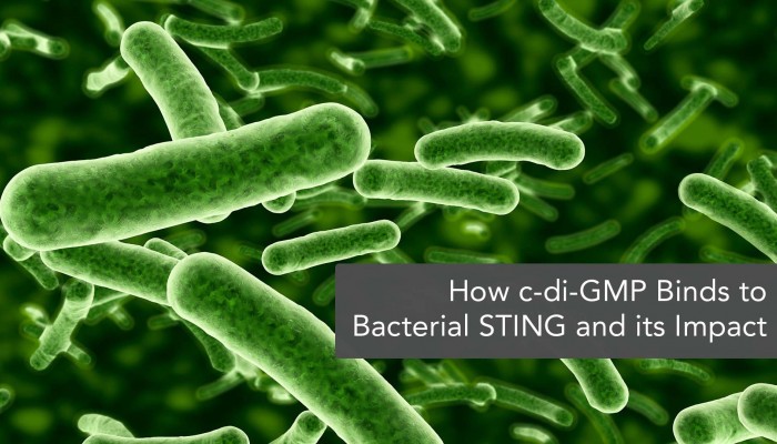 Unveiling the Binding Mode between Bacterial STING & c-di-GMP