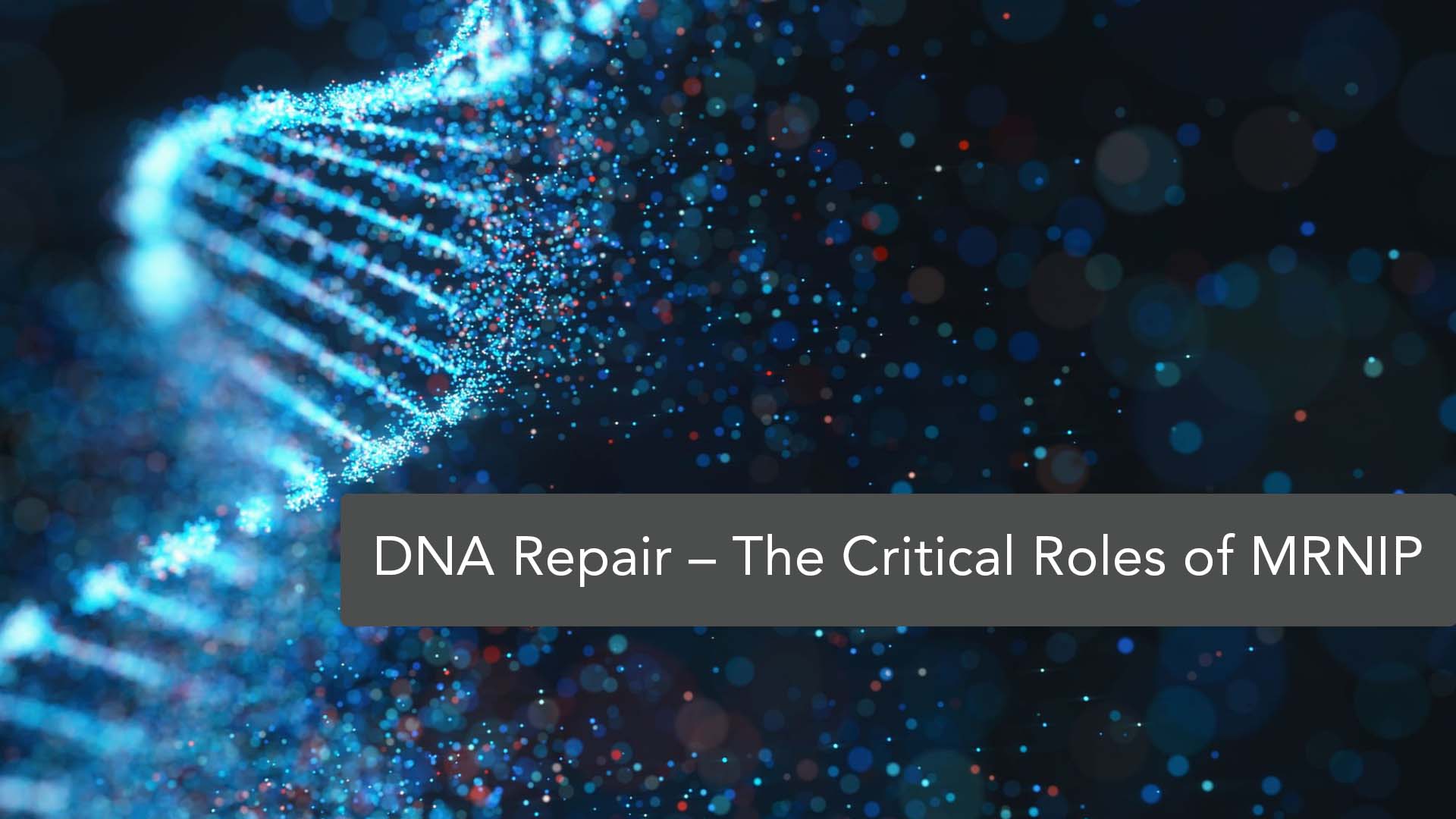 Promoted Repair of DNA Double-Strand Break by MRNIP