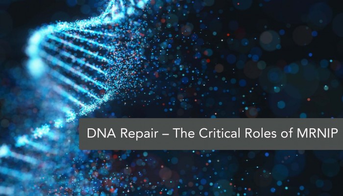 Promoted Repair of DNA Double-Strand Break by MRNIP